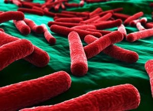 E. Coli bacilli. Environmental testing from U.S. Micro Solutions