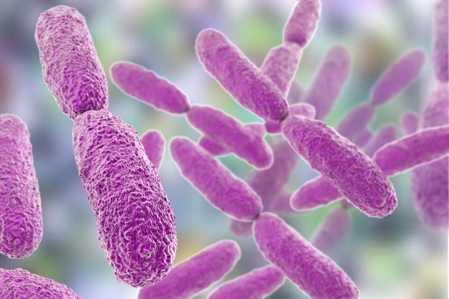 Gram-negative Bacteria found in Indoor Environments