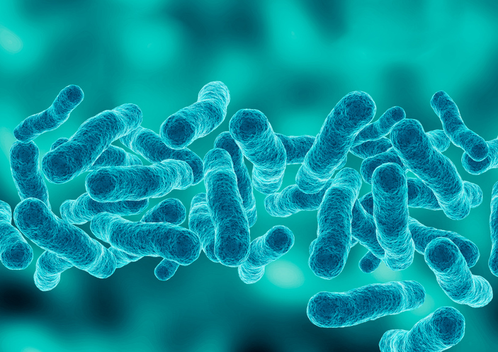 microscopic magnification Legionella pneumophila, Gram-negative bacillus that causes pneumonia